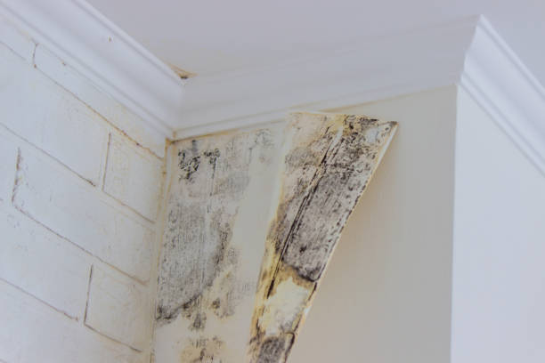 Best Fire Damage Restoration  in USA